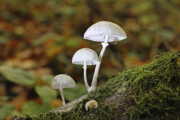 Ringed beech slime beetle (Oudemansiella mucida), on beech deadwood, Wilnsdorf, North Rhine-Westphalia, Germany
