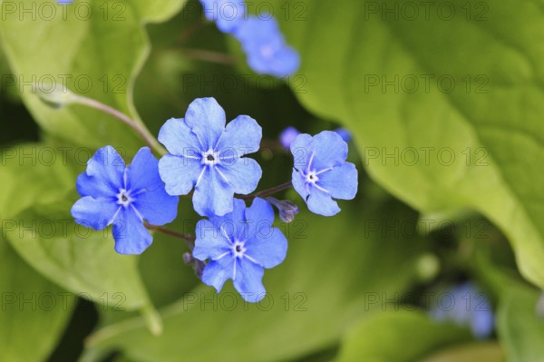Garden forget-me-not (Myosotis), blue flowers, ornamental plant, ornamental flower, flower, botany, blossom, spring, spring, Wilnsdorf, North Rhine-Westphalia, Germany