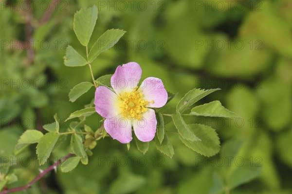 Dog rose (Rosa canina), dog rose, flower, North Rhine-Westphalia, Germany