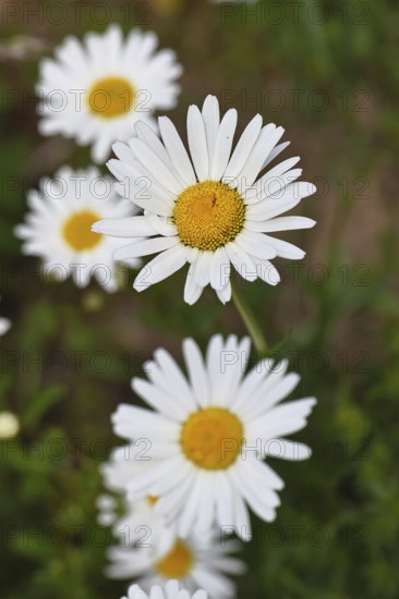 Daisy (Leucanthemum vulgare), several flowers in a meadow, close-up, macro, Wilnsdorf, North Rhine-Westphalia, Germany