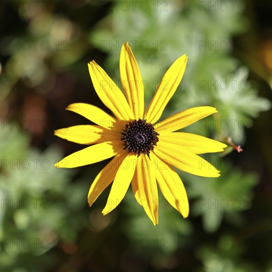 Yellow coneflower (Echinacea paradoxa), yellow flower in a garden, Wilnsdorf, North Rhine-Westphalia, Germany