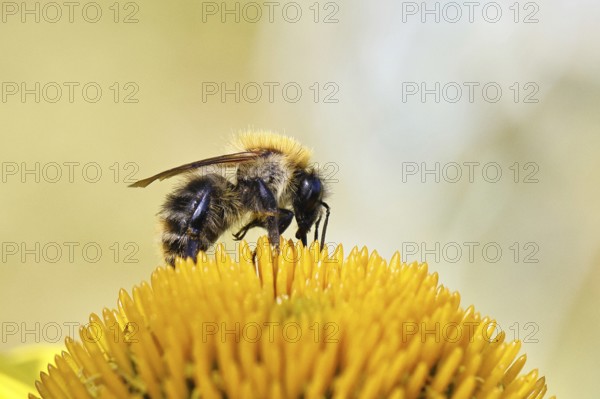 Field bumblebee (Bombus pascuorum), collecting nectar on a coneflower (Echinacea), close-up, Wilnsdorf, North Rhine-Westphalia, Germany