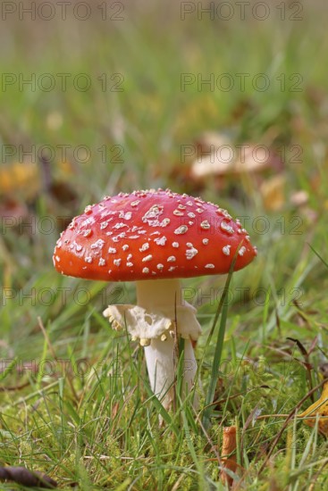 Red fly agaric (Amanita muscaria), fruiting body, in a meadow, close-up, Wilnsdorf, North Rhine-Westphalia, Germany