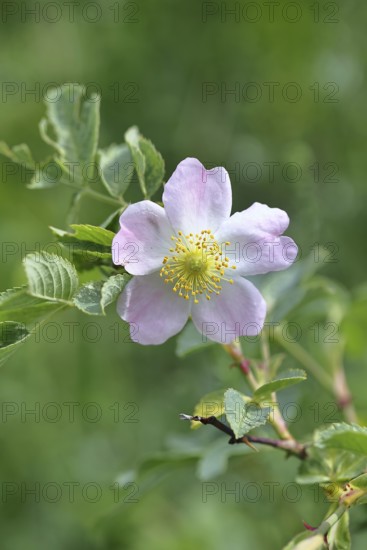 Dog rose (Rosa canina), dog rose, flower, North Rhine-Westphalia, Germany
