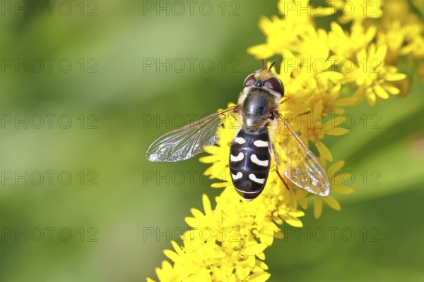 Scaeva pyrastri (Scaeva pyrastri), on Solidago canadensis (Solidago canadensis), Wilnsdorf, North Rhine-Westphalia, Germany
