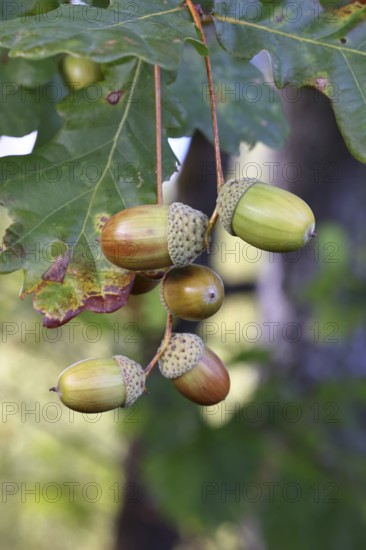 Acorns and leaves of the English oak (Quercus robur), autumn, Wilnsdorf, North Rhine-Westphalia, Germany