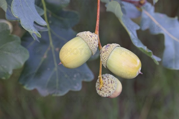 Acorns and leaves of the English oak (Quercus robur), autumn, Wilnsdorf, North Rhine-Westphalia, Germany