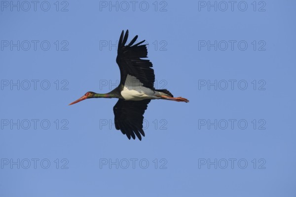 Black stork (Ciconia nigra) flying, A black stork flies in the clear sky, spreading its wings wide, Dümmer nature park Park, Lower Saxony, Germany