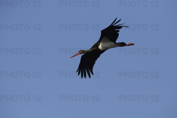 Black stork (Ciconia nigra) flying, A black stork flies in the clear sky, spreading its wings, Dümmer nature park Park, Lower Saxony, Germany