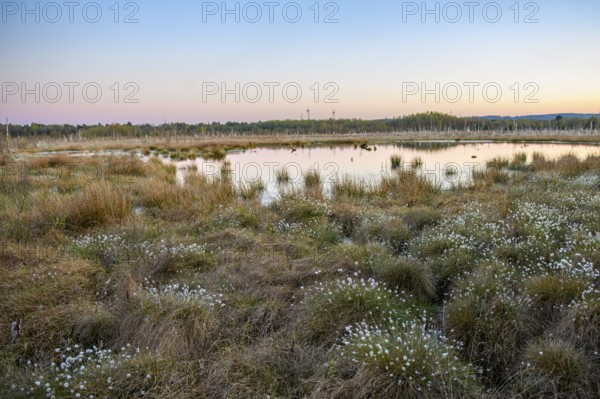 Moor at sunset with reflecting water and vegetation, birch forest (Betula pendula) in the evening light with rising full moon in the background, rewetting of a raised bog climate protection and species protection, Venner Moor, Osnabrücker Land, Lower Saxony, Germany