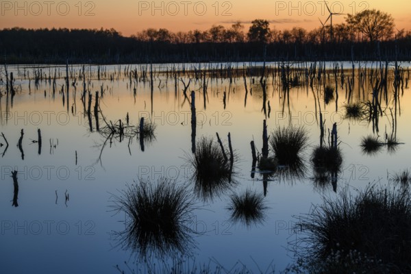 Picturesque moor landscape at sunset with water and soft colors, rewetting of a raised moor Climate protection and species protection, Venner Moor, Osnabrücker Land, Lower Saxony, Germany