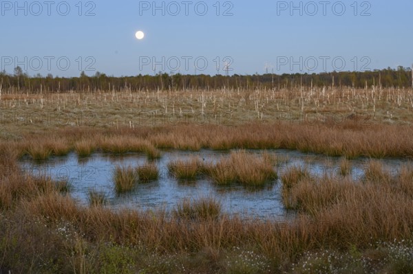 Moon over extensive moor landscape with water areas and plants, birch forest (Betula pendula) in the evening light with rising full moon in the background, rewetting of a raised bog climate protection and species protection, Venner Moor, Osnabrücker Land, Lower Saxony, Germany