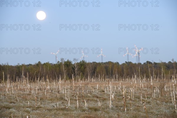 Moor landscape in daylight with moon and wind turbines on the horizon, birch forest (Betula pendula) in the evening light with rising full moon in the background, rewetting of a raised bog Climate protection and species conservation, Venner Moor, Osnabrücker Land, Lower Saxony, Germany
