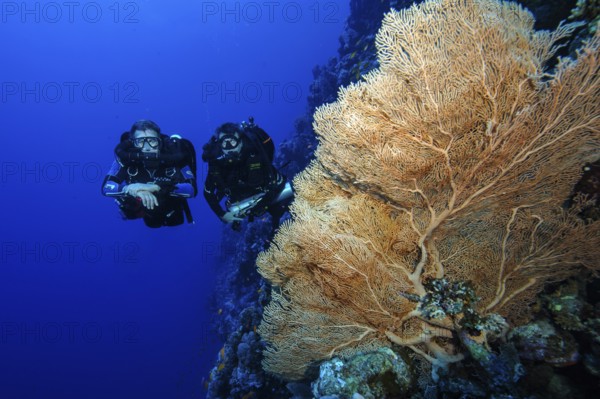 Underwater photo of two divers with twin-tube regulator and rebreather on the left Aquanaut with additional scuba tank on the right Stage diving along a steep wall looking at large fan coral (Annella mollis) Horn coral, Red Sea, Safaga, Egypt
