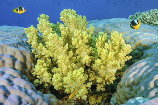 Underwater photo of yellow soft coral (Dendronephthya) growing between hard corals (Scleractinia) stony corals, above pair of red sea anemonefish (Amphiprion bicinctus) two-banded anemonefish, Red Sea, Gulf of Suez, Dahab, Egypt
