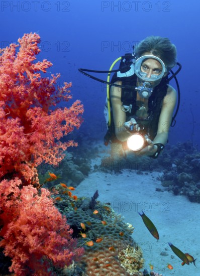 Underwater photo Diver looking at illuminated red soft coral (Dendronephthya) Soft corals near the coast, Red Sea
