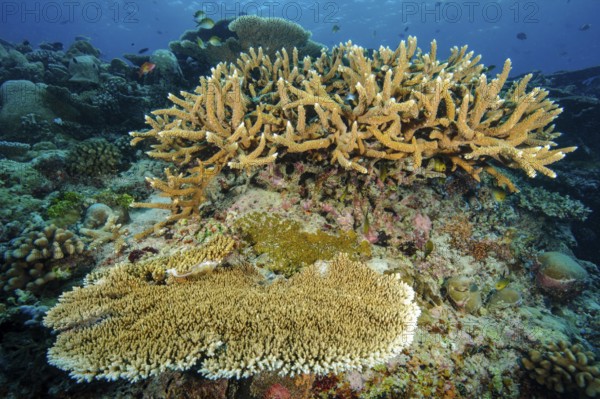 Underwater photo of healthy intact coral Small colony of staghorn coral (Acropora robusta) growing on coral block of reef-building hard coral (Scleractinia) stony coral, bottom front Hyacinth coral table coral (Acropora hyacinthus) Hyacinth table coral, Red Sea, Egypt