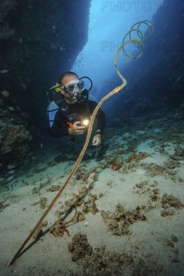 Underwater photo diver looking at illuminated spiral wire coral (Cirrhipathes spiralis), Indian Ocean, Maldives