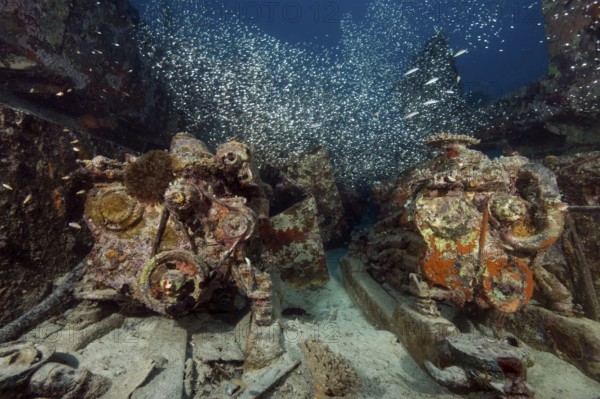 Underwater photo of two diesel engines of sunken sunken small disintegrated broken apart fishing boat wreck lies between coral block coral blocks (Scleractinia) above shoal of glassfish (Parapriacanthus darros) hatchetfish, Indian Ocean, Maldives