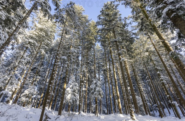 Winter landscape, snow-covered spruce forest, Picea abies, looking up into the treetops, winter, Mondseeland, Salzkammergut, Upper Austria, Austria
