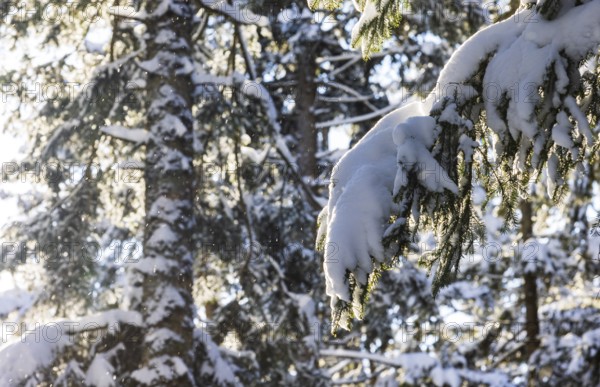 Winter landscape, snow-covered spruce forest, Picea abies, winter, Mondseeland, Salzkammergut, Upper Austria, Austria