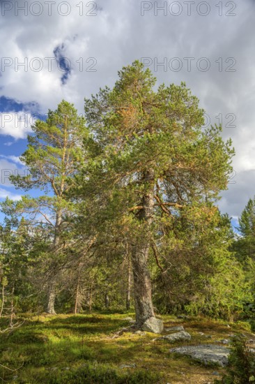 Large pine forest under blue sky with white clouds, peaceful atmosphere, Gutulia National Park, Engerdal, Innlandet, Norway