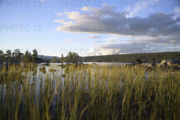 Tall grasses on lake shore, calm water area under partly cloudy sky, Gutulia National Park, Engerdal, Innlandet, Norway