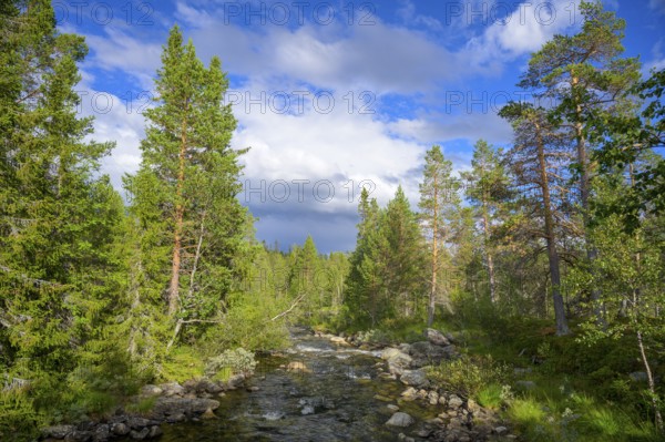 Wooded landscape with a river surrounded by green trees under a blue sky, Gutulia National Park, Engerdal, Innlandet, Norway