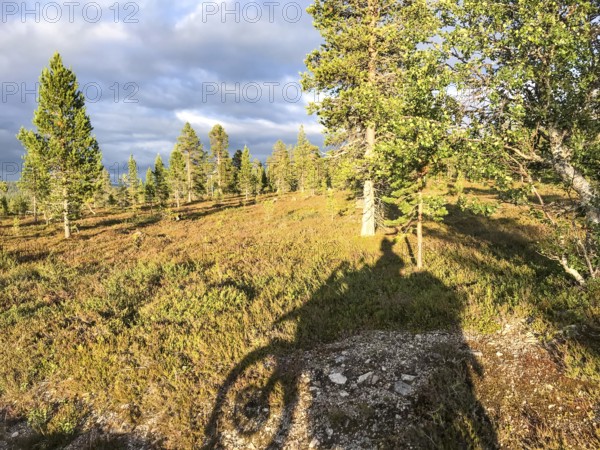 Idre, Dalarnas län, Sweden, shade from trees and a BMW G 650 GS Sertao enduro motorcycle falls on a sunny forest meadow