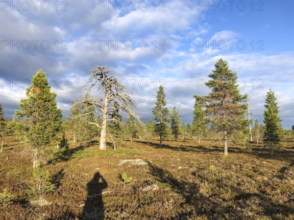 Idre, Dalarnas län, Sweden, Open landscape with trees under cloudy sky, light and shadow play a dynamic role