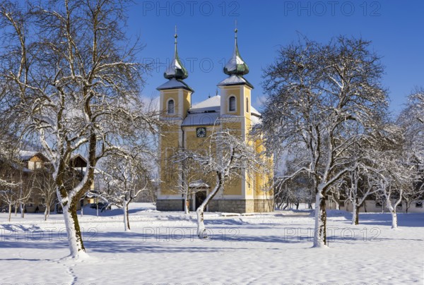 Snowy fruit trees with St. Lawrence Church in Sankt Lorenz bei Mondsee, Mondseeland, Salzkammergut, Upper Austria, Austria