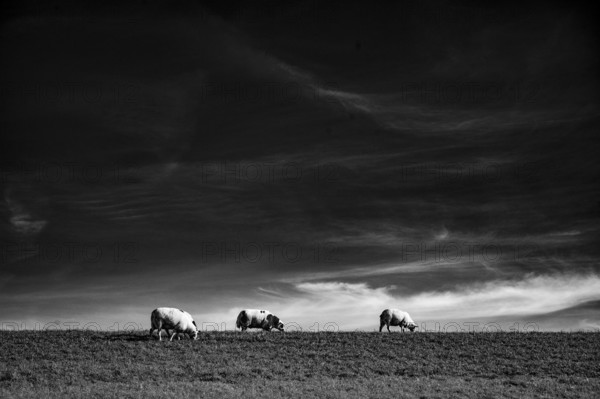 Dike sheep (Ovis gmelini aries) grazing on a pasture under a dramatic sky with clouds, Wadden Sea National Park, Jade Bay, Dangast, Varel, Lower Saxony, Germany
