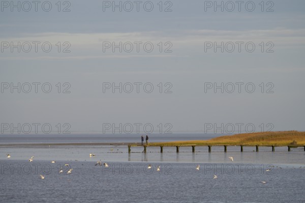 Two people stand on a jetty, seagulls fly across the calm sea, Wadden Sea National Park, Jade Bay, Dangast, Varel, Lower Saxony, Germany