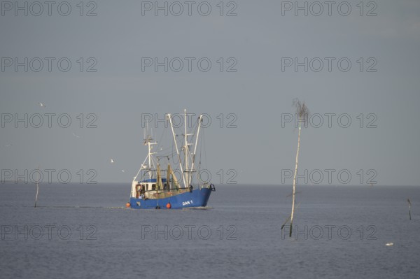 A fishing boat fishing trawler on the sea, surrounded by water and under a wide sky, pricks indicate the shipping channel, Wadden Sea National Park, Jade Bay, Dangast, Varel, Lower Saxony, Germany