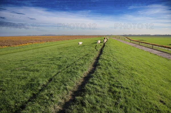 Sheep (Ovis gmelini aries) grazing on a dike at the Jadebusen under a clear sky, Wadden Sea National Park, Jadebusen, Dangast, Varel, Lower Saxony, Germany