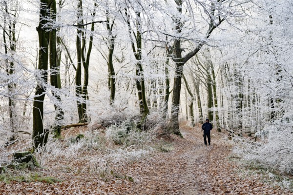 A walker walks along a forest trail lined with frosty trees in winter, Teutoburg Forest, Osnabrücker Land, Lower Saxony, Germany