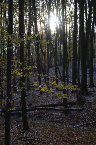 Sunbeams break through the canopy of a dense autumn forest on Hermannsweg, Teutoburg Forest, Osnabrücker Land, Lower Saxony, Germany