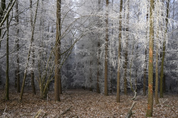 A quiet winter forest with snow-covered trees and still soil, Teutoburg Forest, Osnabrücker Land, Lower Saxony, Germany