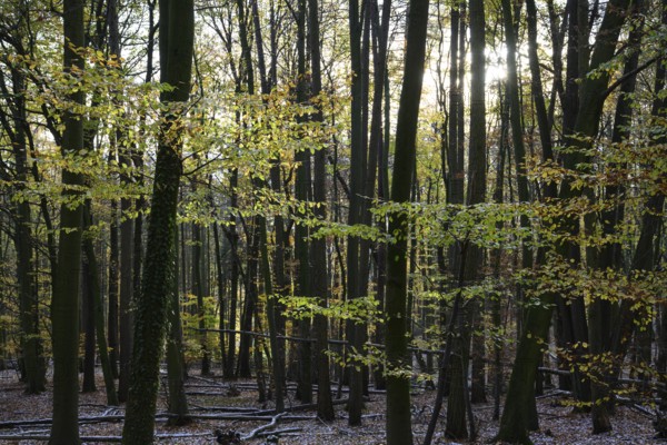 A quiet autumn forest with sunlight shining through the trees, Teutoburg Forest, Osnabrücker Land, Lower Saxony, Germany