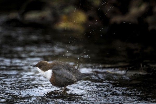 A dipper (Cinclus cinclus) shakes water from its feathers while standing in the river, Osnabrücker Land, Lower Saxony, Germany