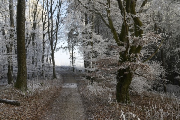 A mystical winter forest on the Hermannsweg with a trail lined with snow-covered trees, Teutoburg Forest, Osnabrücker Land, Lower Saxony, Germany