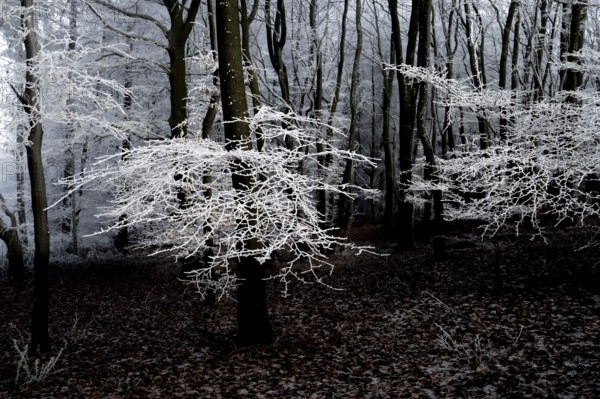 Black and white forest with icy branches and cool, dark atmosphere, Teutoburg Forest, Osnabrücker Land, Lower Saxony, Germany