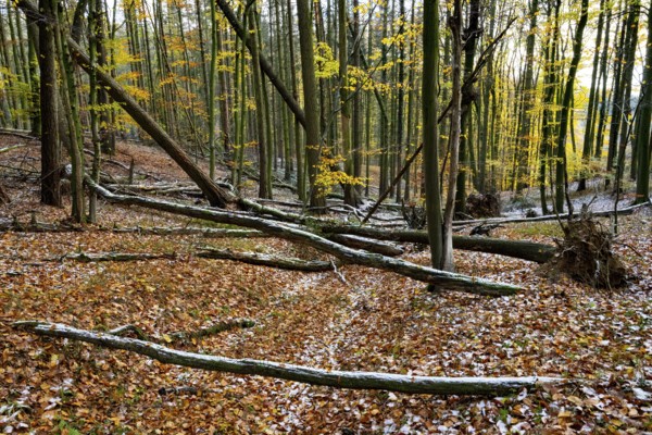 An autumnal forest with fallen branches and colorful leaves on the ground, Teutoburg Forest, Osnabrücker Land, Lower Saxony, Germany