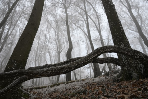 A winter forest covered in fog with frozen branches and barren atmosphere, Teutoburg Forest, Osnabrücker Land, Lower Saxony, Germany