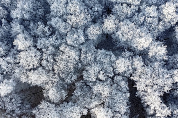 Dissen, Dissen am Teutoburg Forest, Lower Saxony, Germany, Snow-covered treetops form a dense, icy area from a bird's eye view