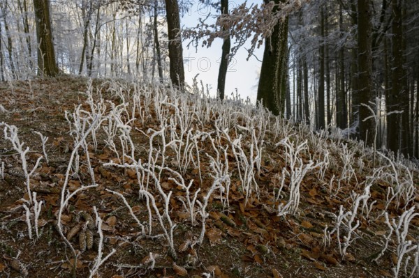 Frozen plants rise from the forest floor and have a wintery effect, Hermannsweg, Teutoburger Wald, Osnabrücker Land, Lower Saxony, Germany
