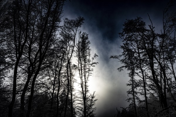 Black tree silhouettes against a dramatically cloudy night sky, Teutoburg Forest, Osnabrücker Land, Lower Saxony, Germany
