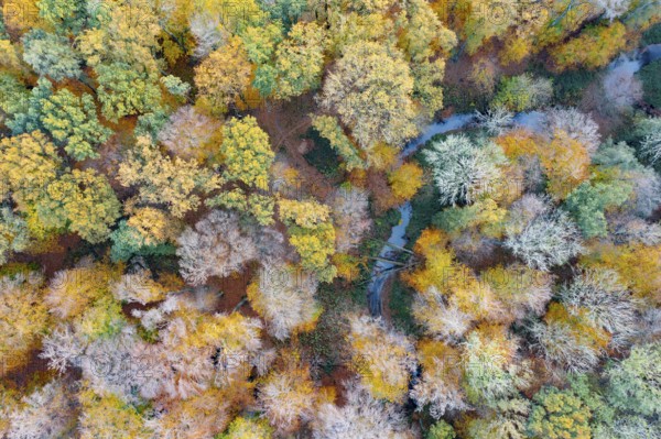 Melle, Lower Saxony, Germany, a small stream snakes through colorful autumn trees from a bird's eye view, bright colors and nature