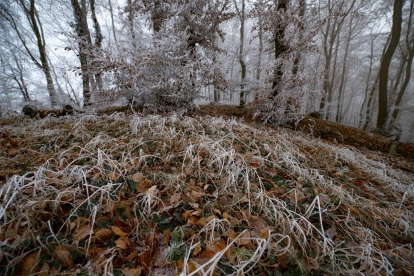Frosty forest floor with icy leaves and foggy trees in a winter atmosphere, Teutoburg Forest, Osnabrücker Land, Lower Saxony, Germany