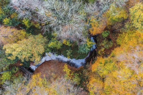 Melle, Lower Saxony, Germany, aerial view of an autumnal forest with colorful foliage and a small river